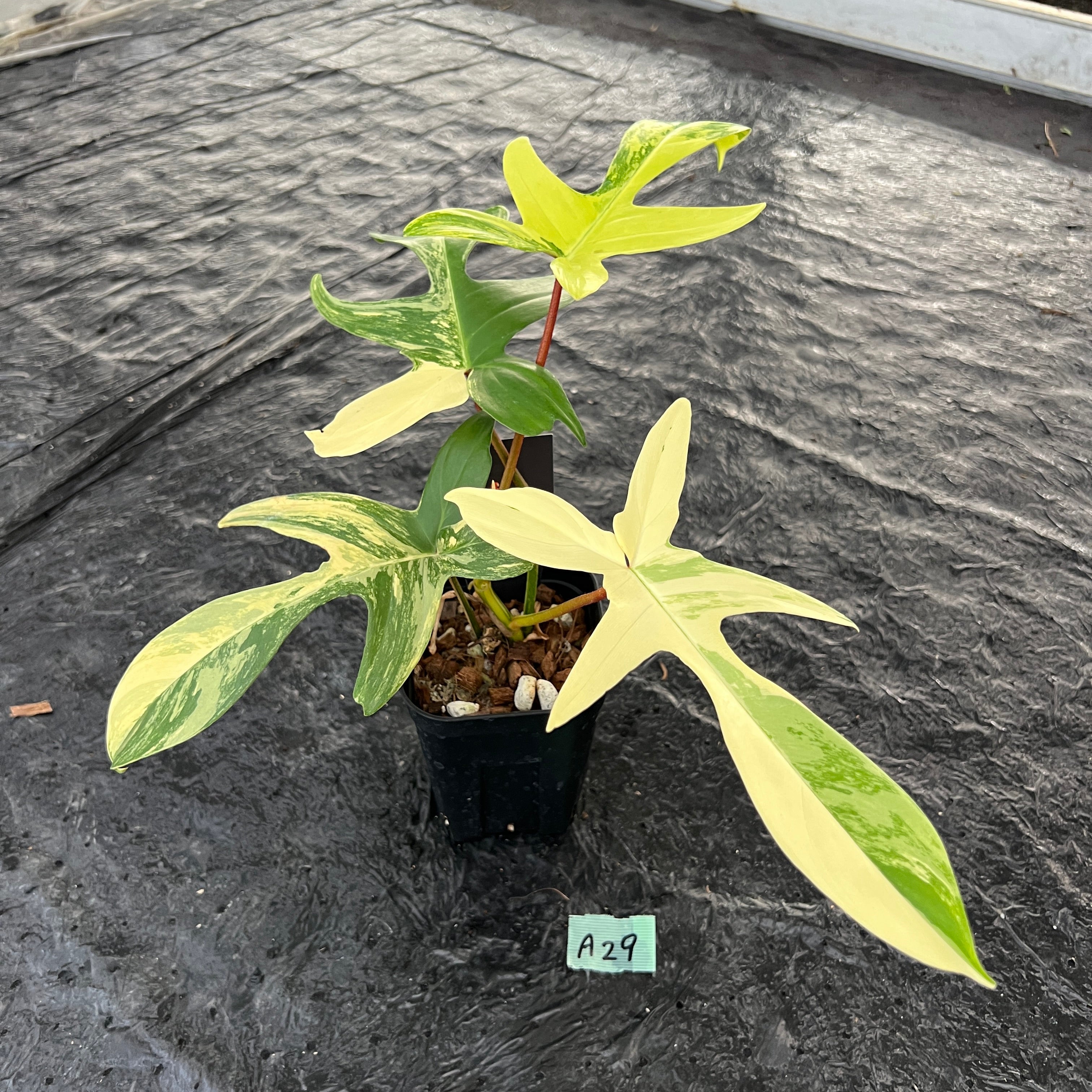 商品 – 植物家族
