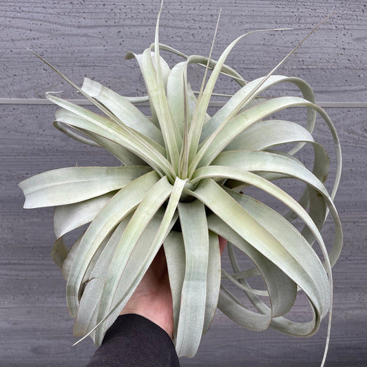 No.12044　ティランジア　キセログラフィカ