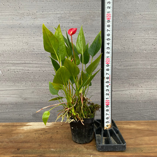 市場仕入れ即売会　No.25046　アンスリウム　2.5号苗ポット