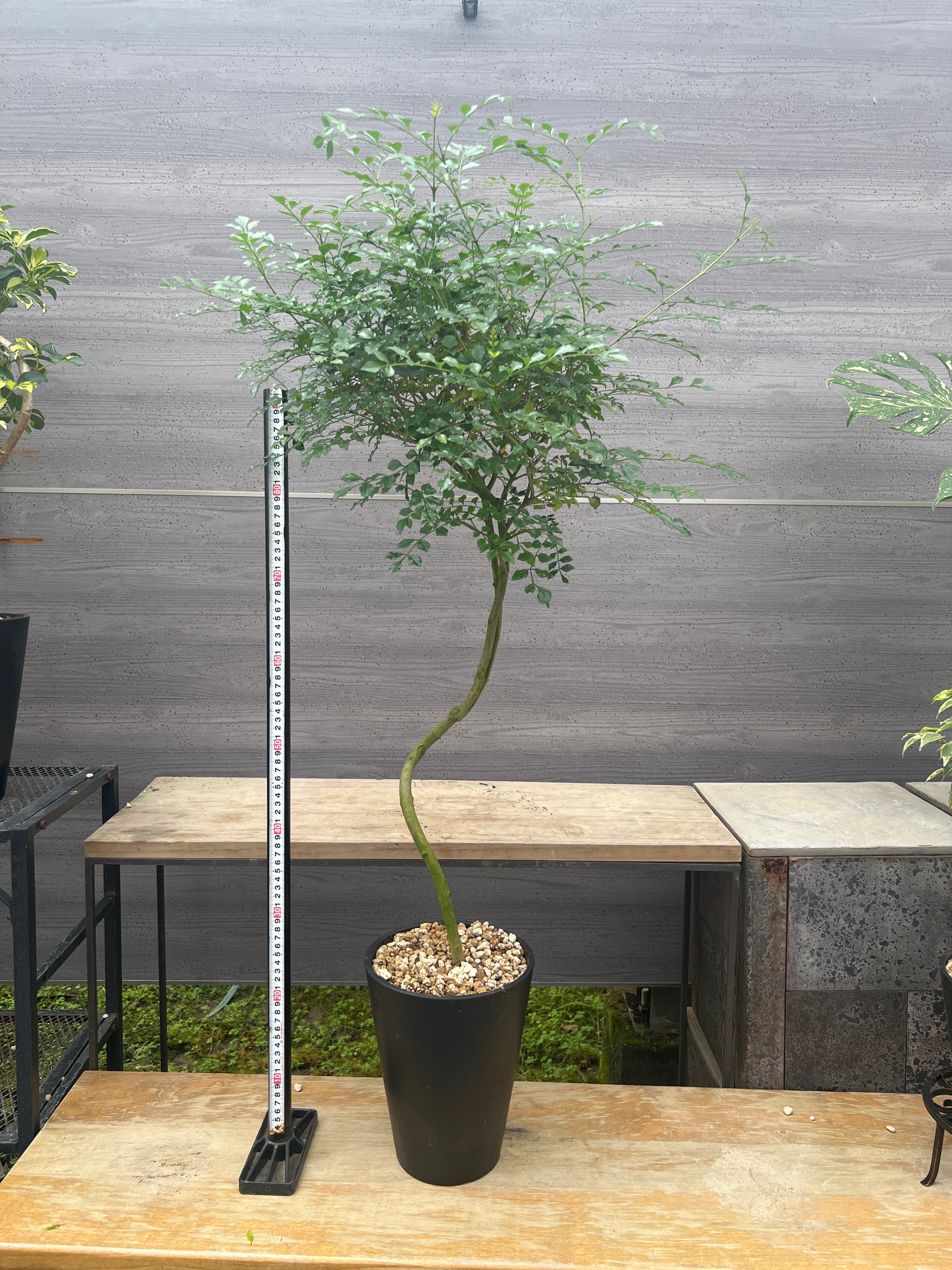 Pickup 全ての商品 – 植物家族