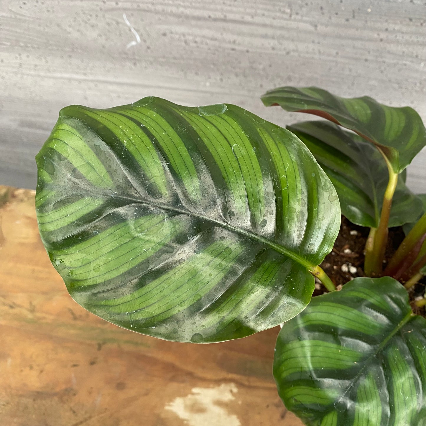 市場仕入れ即売会　No.25035　カラテア　ファシアータ　5号鉢