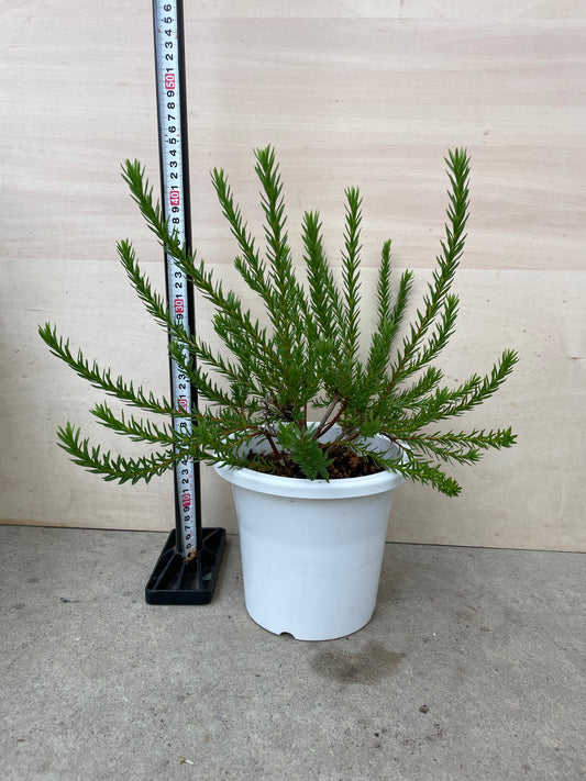 M63　リュウカデンドロン　6号鉢