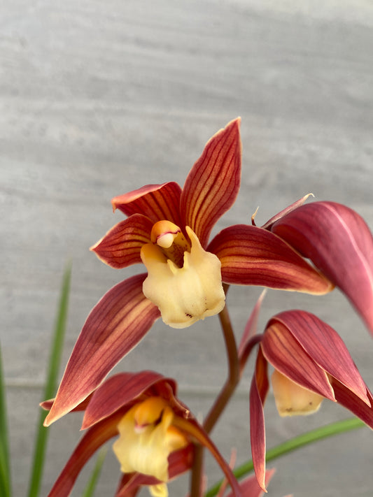 石田蘭園★和蘭　夕霧　蘭用肥料プレゼント