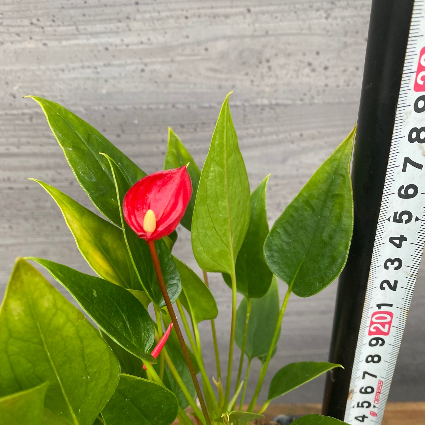 市場仕入れ即売会　No.25046　アンスリウム　2.5号苗ポット