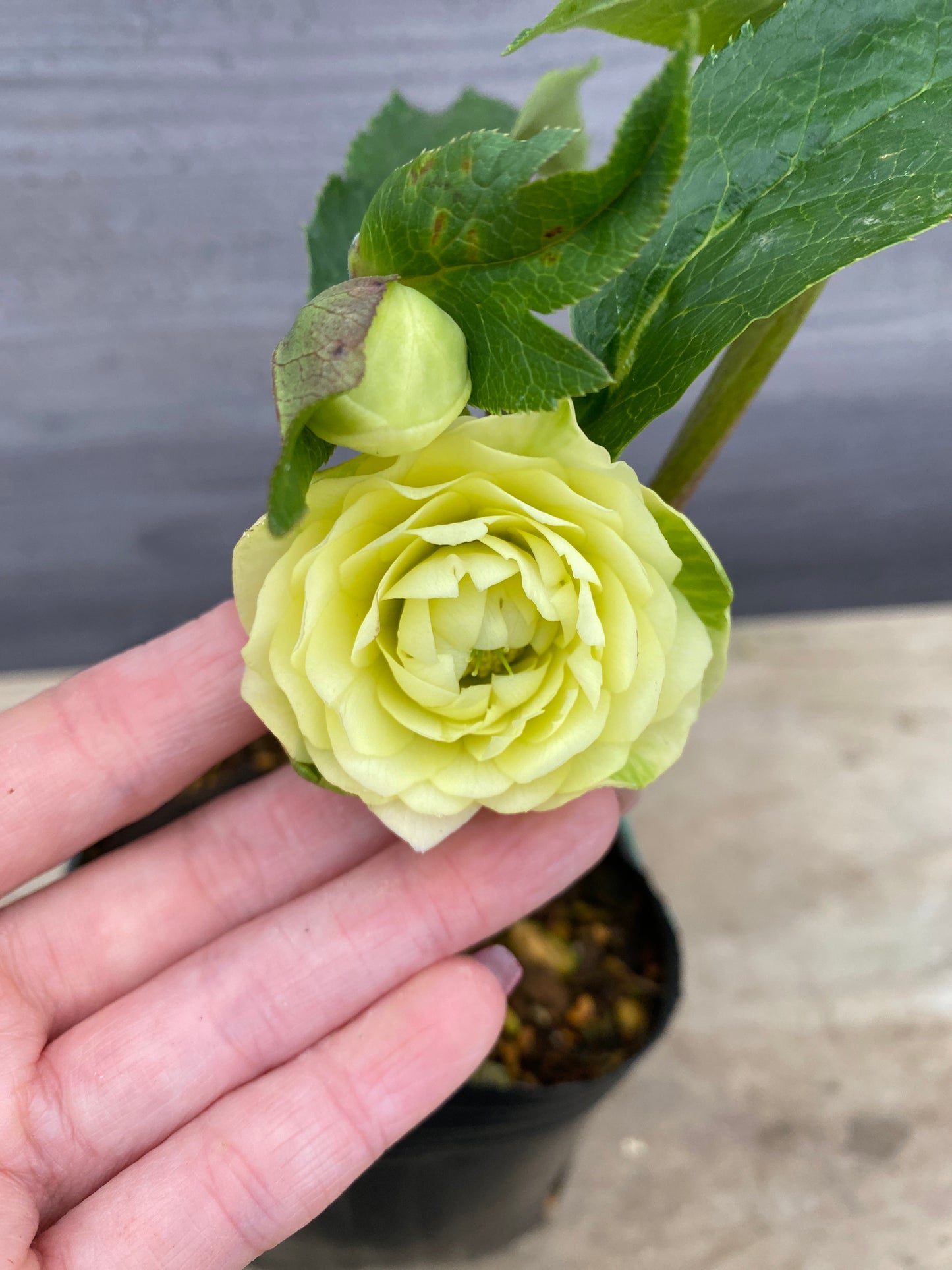 No.05111　横山園芸★クリスマスローズ　プリマドレス　5号苗ポット