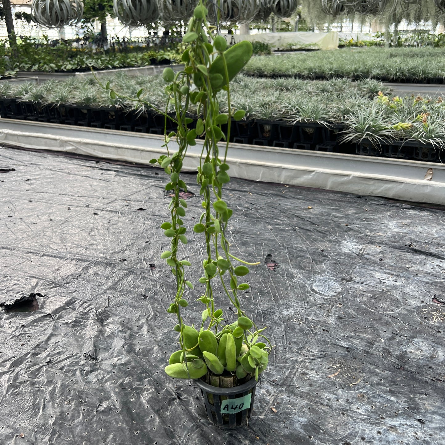 AMAZON★A40　ディスキディア　メジャー（マジョール）