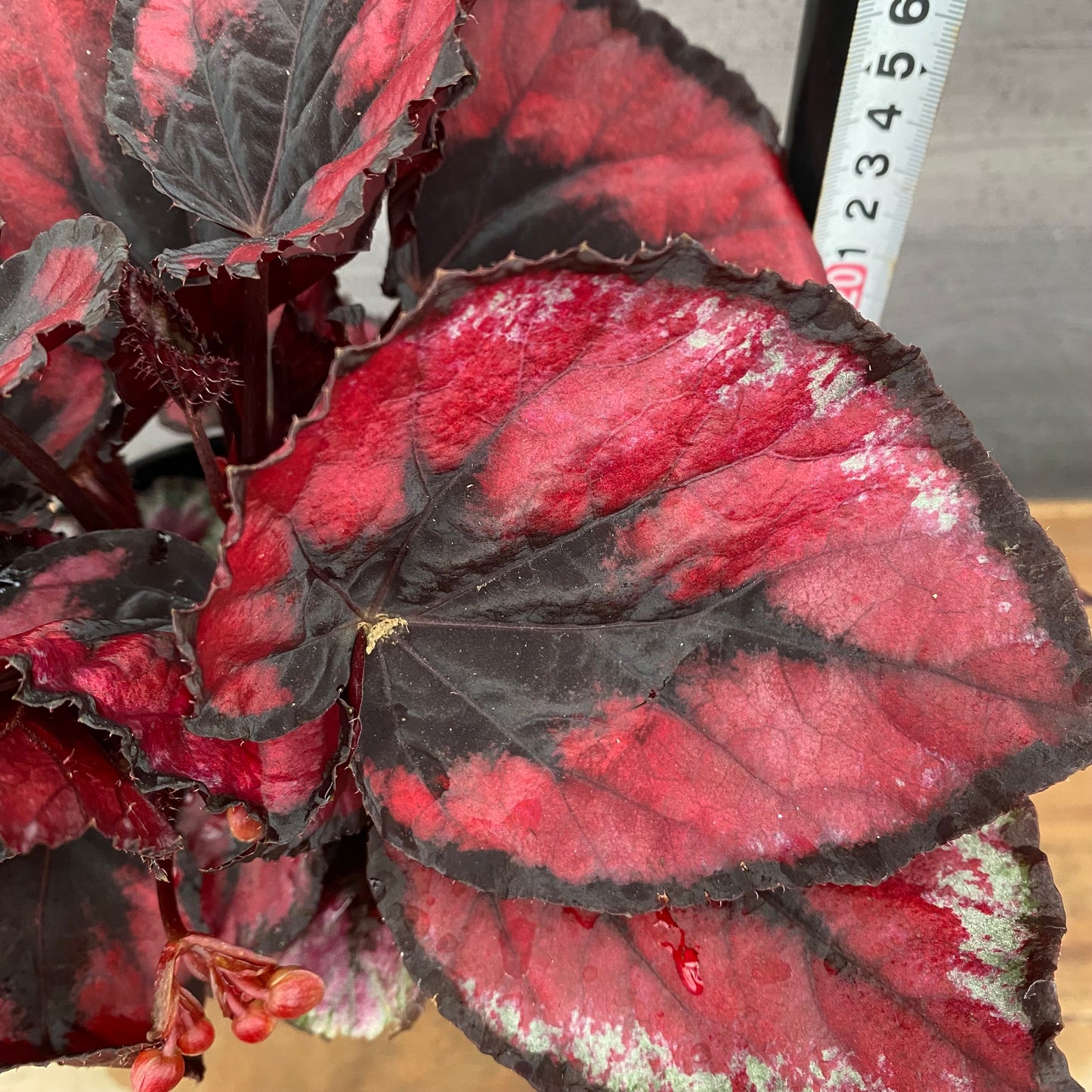 市場仕入れ即売会　No.25010　レックスベゴニア　ヨウロウノハル　4号鉢