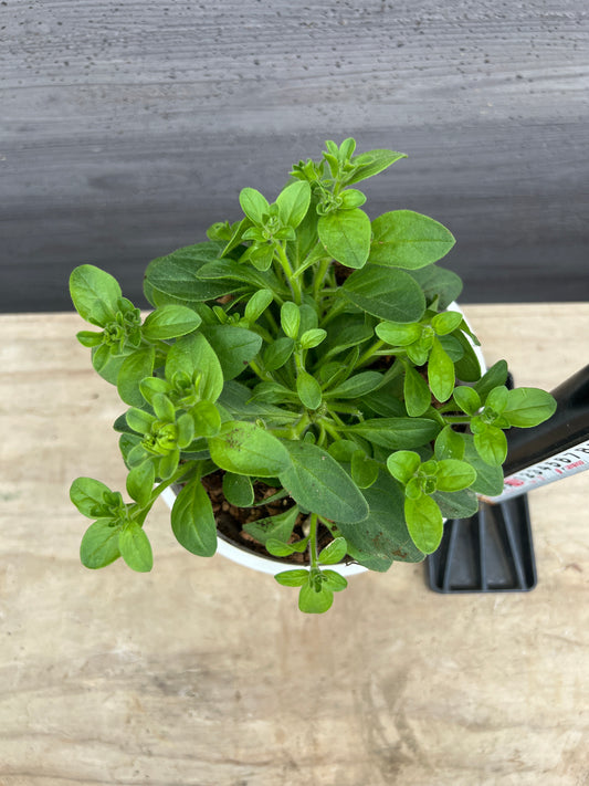 社長植栽★ペチュニア　ベルチャーム　クロエ　5号白ポット