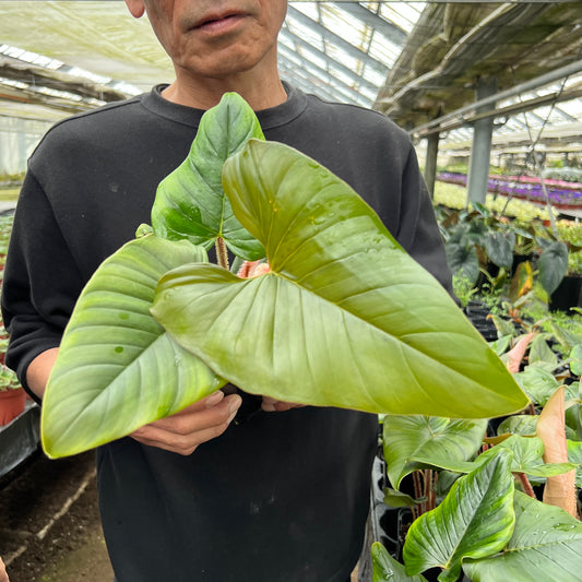 URBAN JUNGLE特集★U18　フィロデンドロン　セルペンス　3号鉢