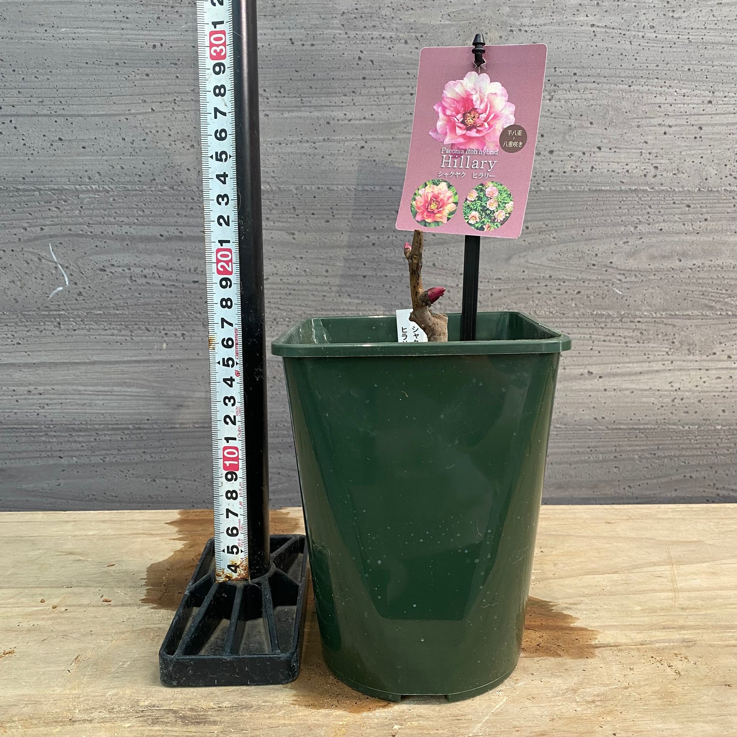 芍薬　ヒラリー