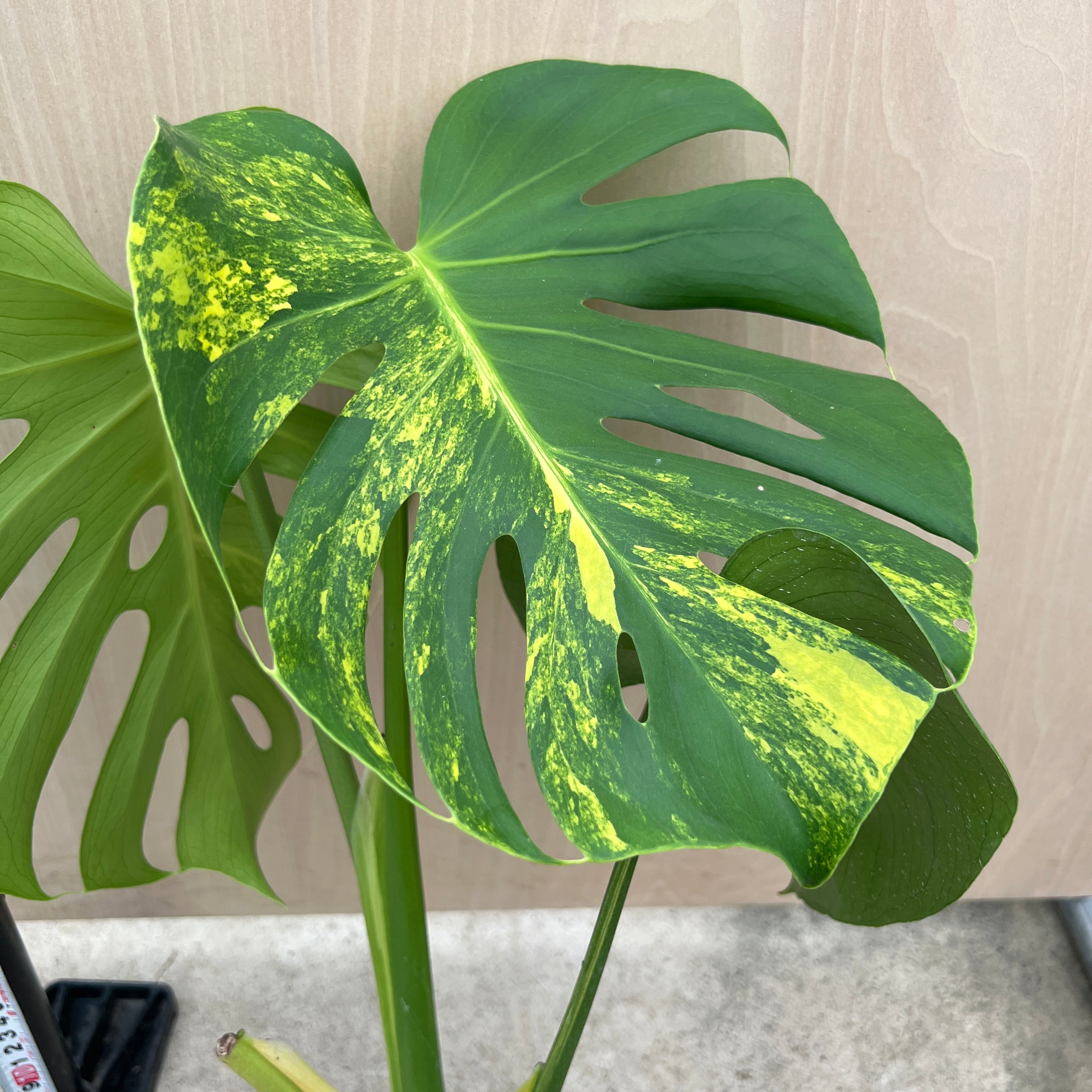 モンステラ イエローマリリン 鉢ごと発送 No.21067 モンステラ イエローマリリン 4号鉢 – 植物家族