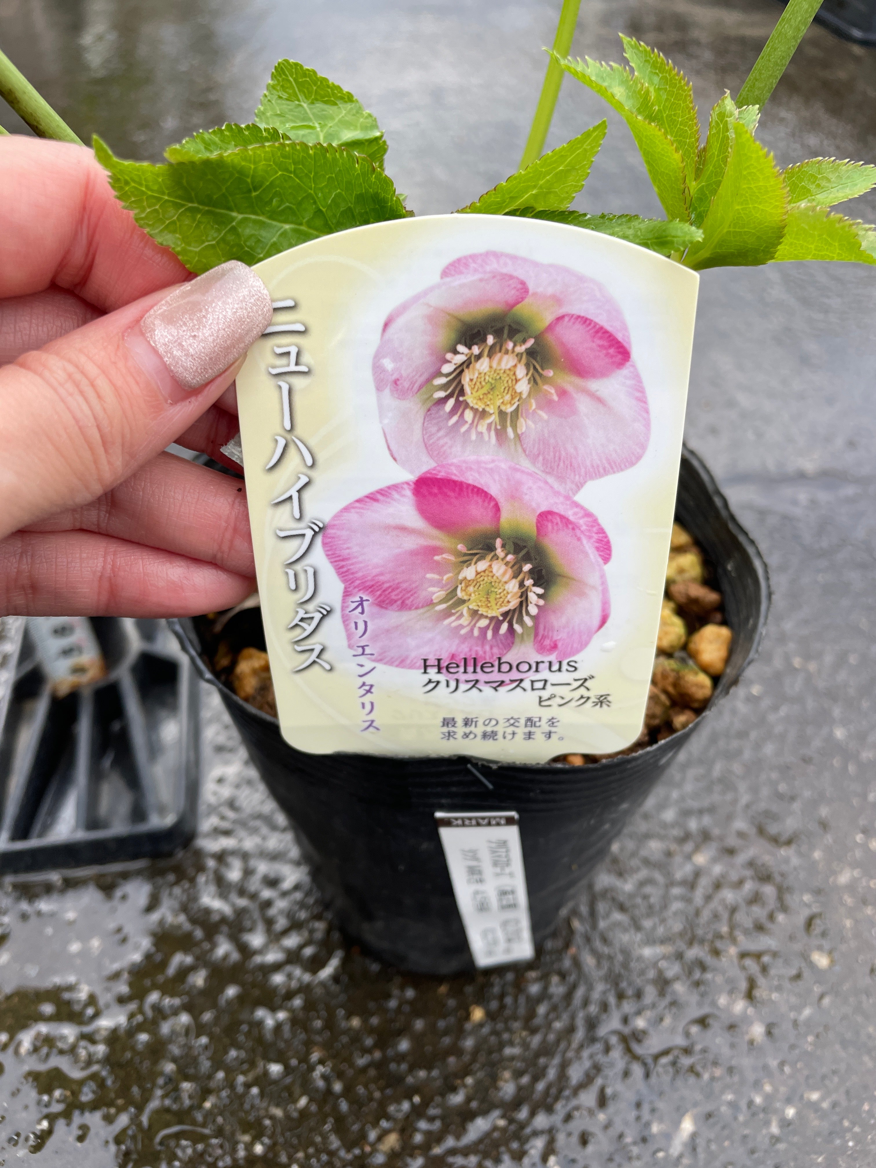 M28 クリスマスローズ ピンク系 4.5号苗ポット – 植物家族