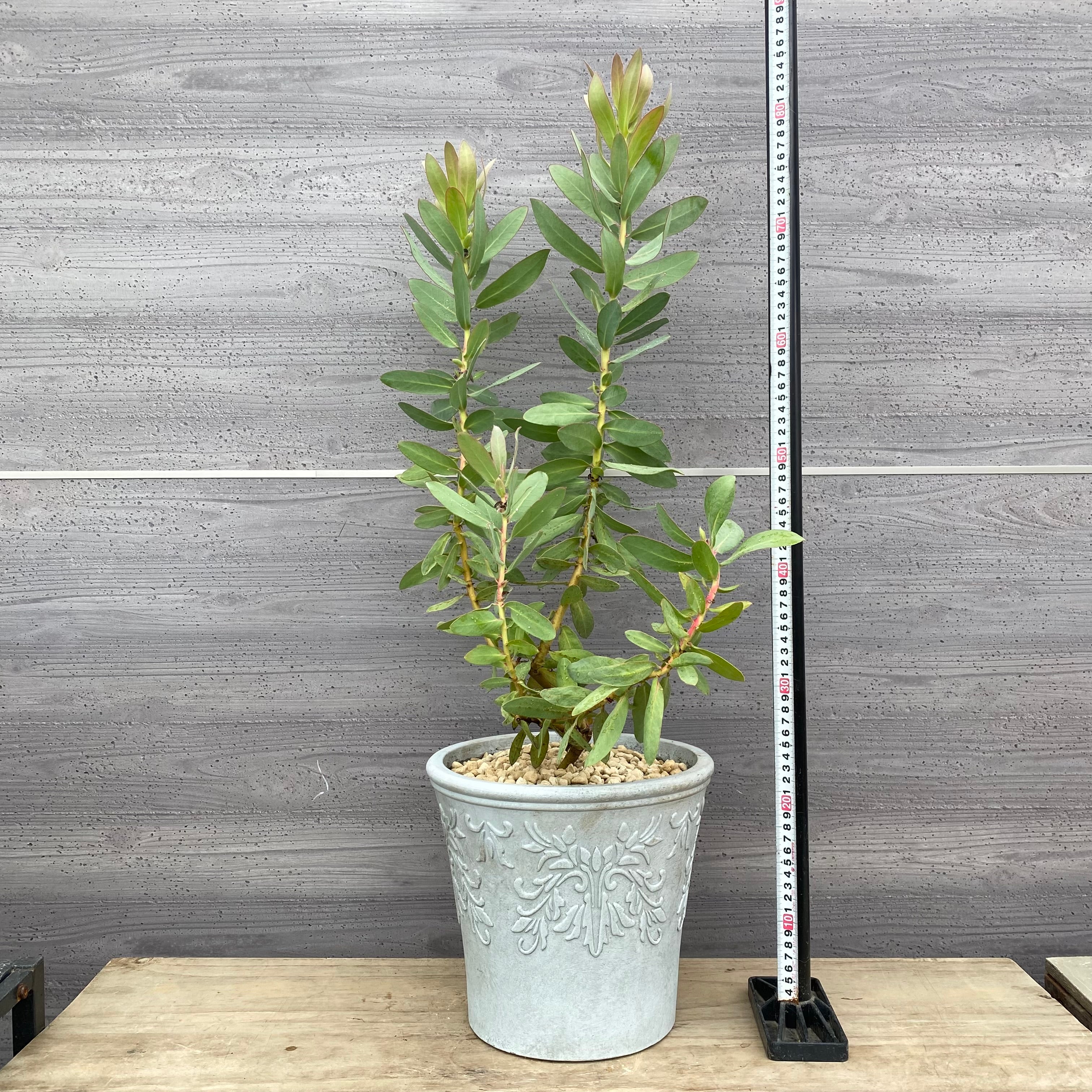 Pickup 全ての商品 – 植物家族