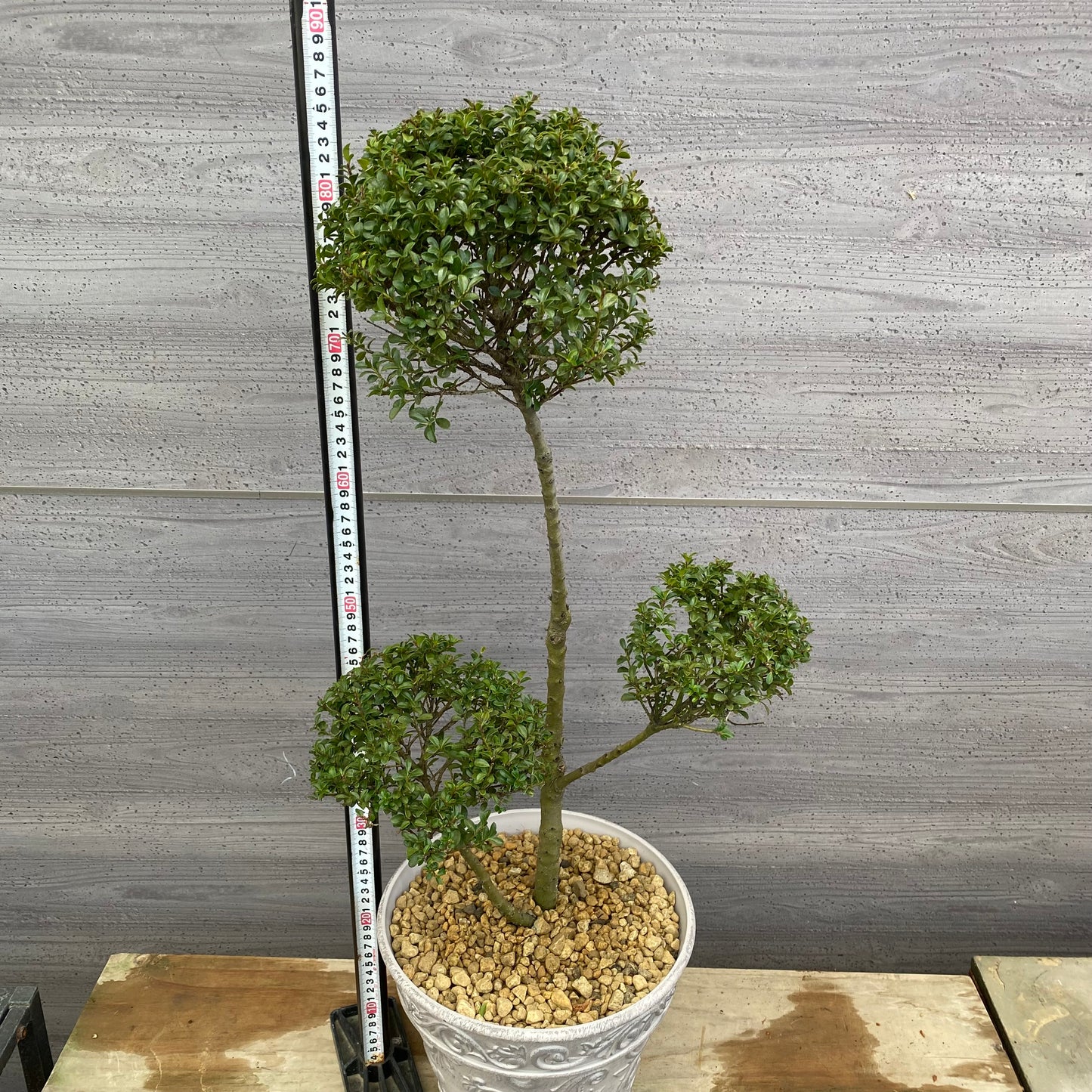 No.12033　キンメツゲ　ホワイトプラ鉢