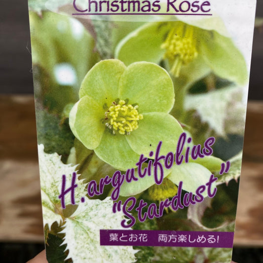 クリスマスローズ　アーグチフォリウススターダスト　キューガーデンポットグレー