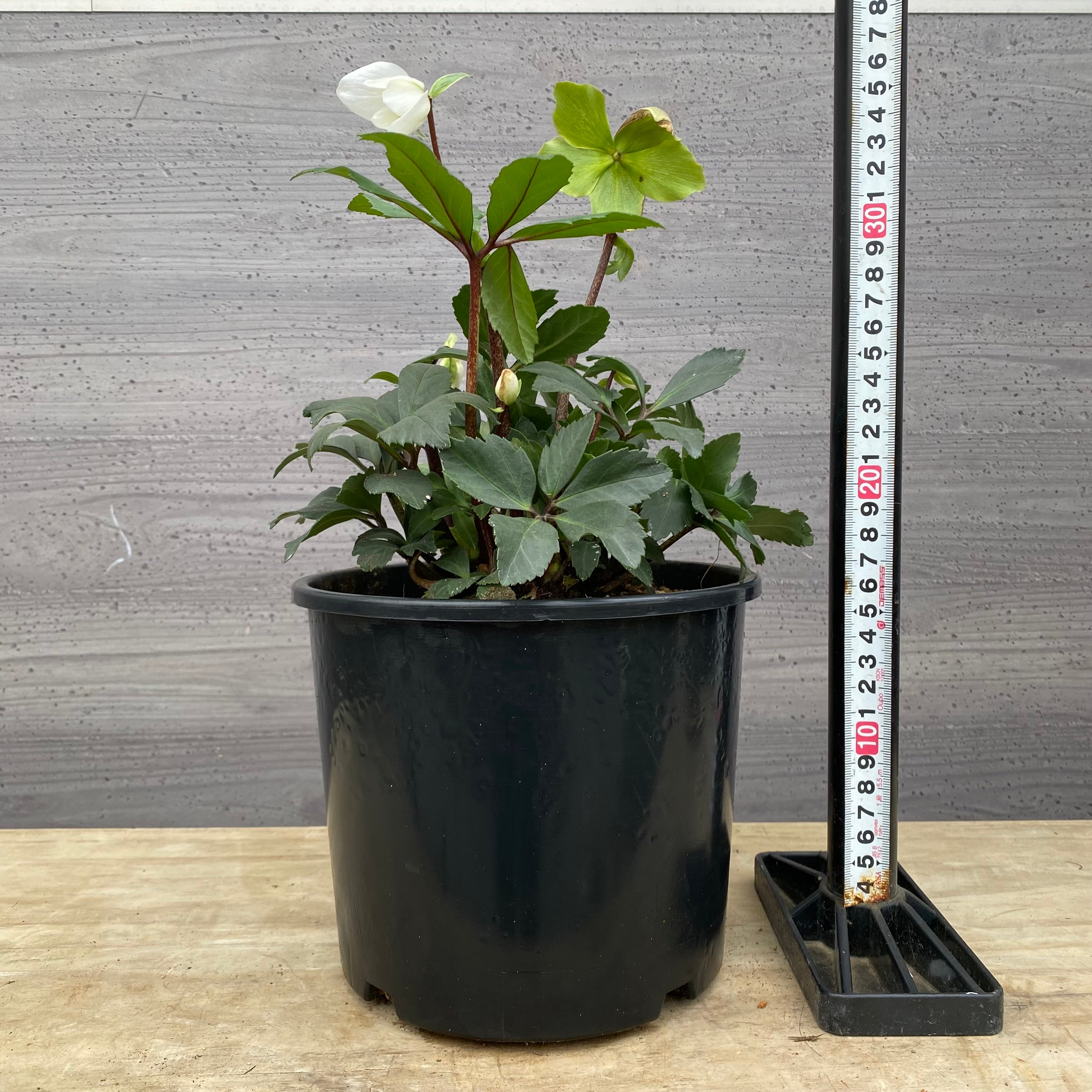 Pickup 全ての商品 – 植物家族