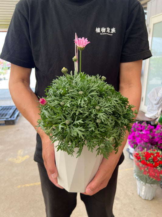 即売会SALE　No.28007　ビジューマム　ピンクパール　6号鉢