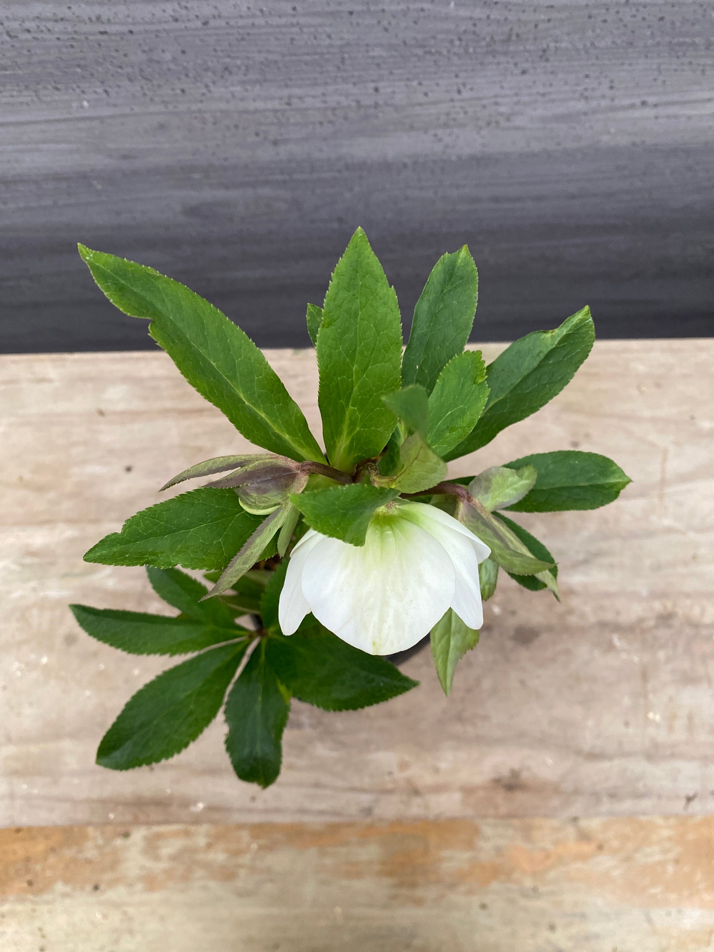 No.05143　横山園芸★クリスマスローズ　プリマドレス　5号苗ポット