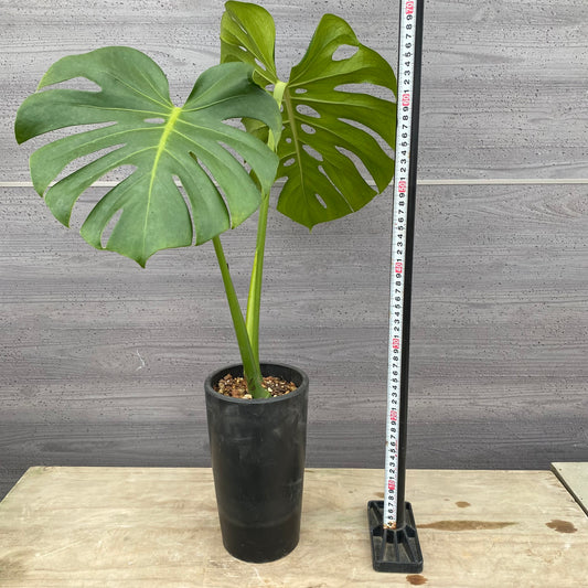 06022 モンステラ 硬質ポット