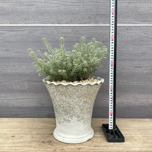 社長植栽★ウエストリンギア　スモーキー　植木鉢白