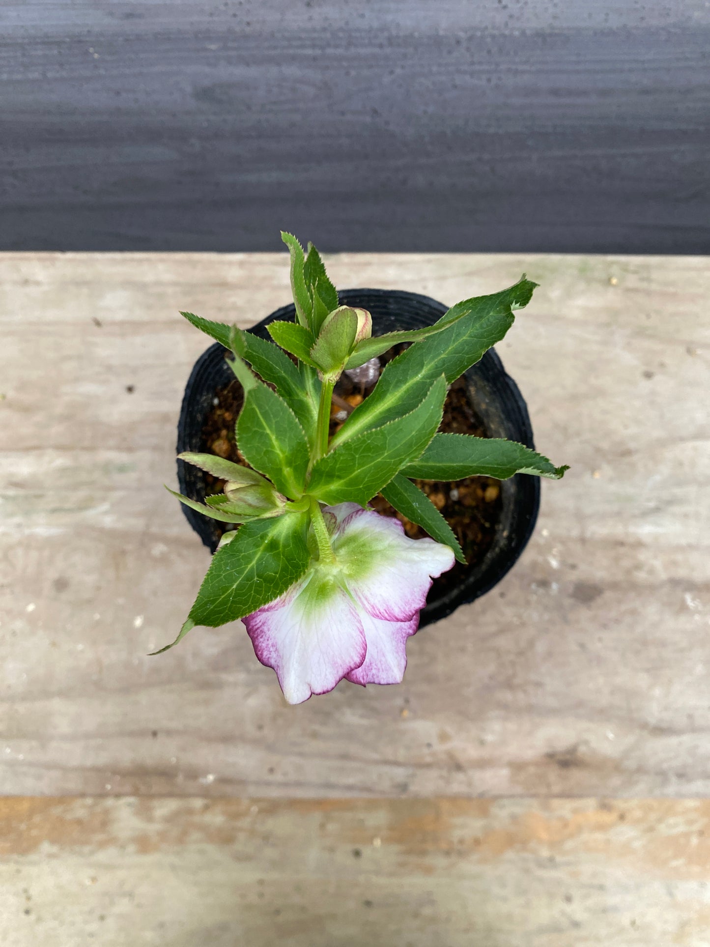 No.05125　横山園芸★クリスマスローズ　プリマドレス　5号苗ポット