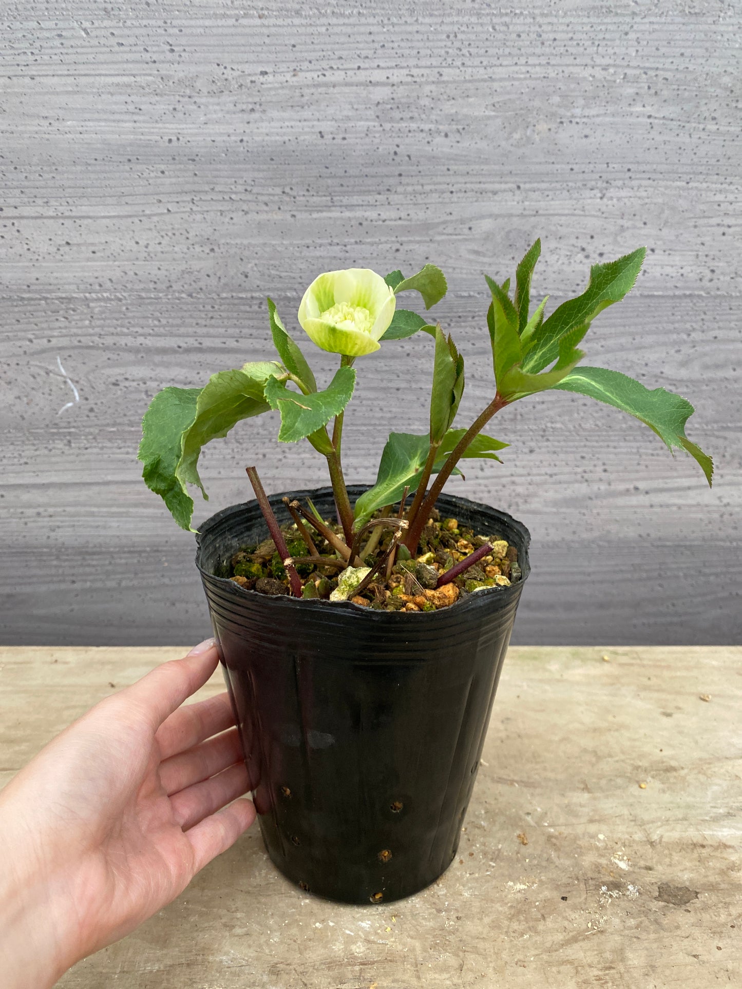 No.05121　横山園芸★クリスマスローズ　プリマドレス　5号苗ポット