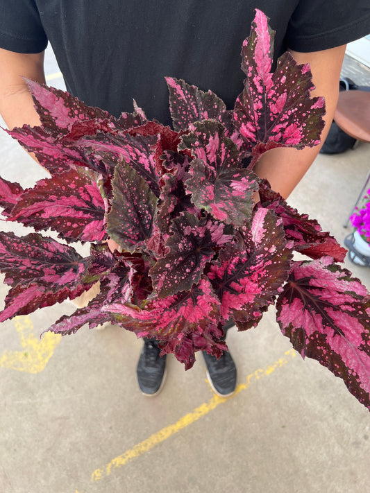 即売会SALE　No.28013　レックスベゴニア　エンバー　5号底面給水鉢