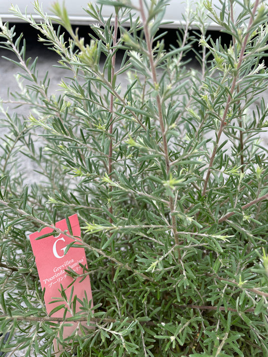 No.26026　グレビレア　プーリンダイルミナ　7号鉢