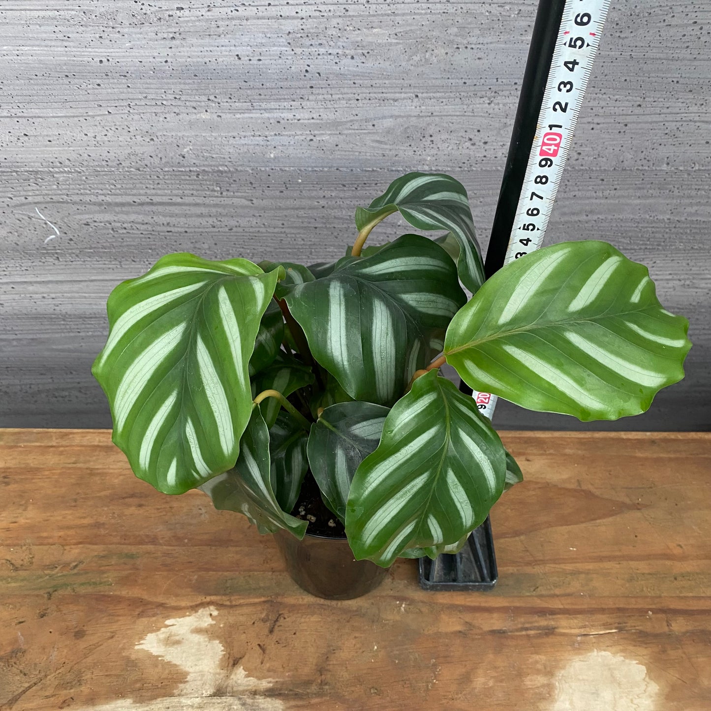 市場仕入れ即売会　No.25038　カラテア　ベサール　5号鉢