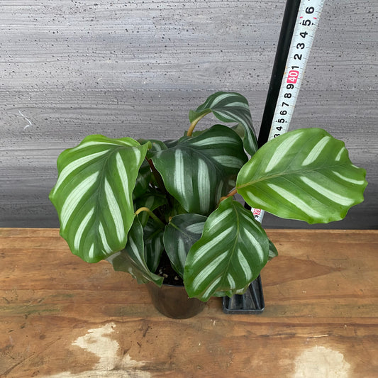 市場仕入れ即売会　No.25038　カラテア　ベサール　5号鉢