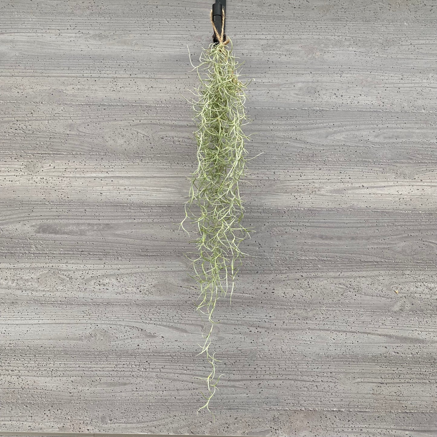 市場仕入れ即売会　No.25053　ティランジア　ウスネオイデス　太葉