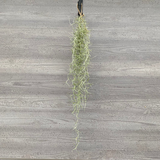 市場仕入れ即売会　No.25053　ティランジア　ウスネオイデス　太葉