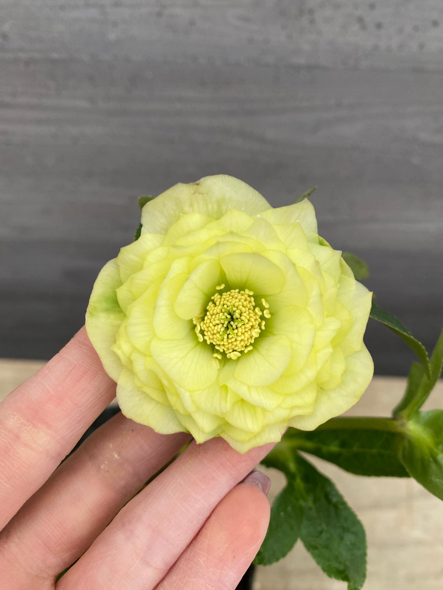 No.05124　横山園芸★クリスマスローズ　プリマドレス　5号苗ポット