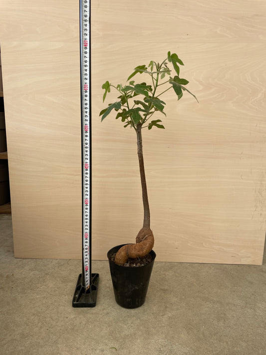 No.26030　ブラキキトン　ボトルツリー　4.5号苗ポット