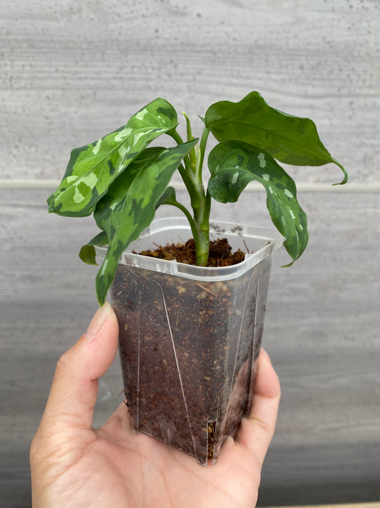 No.21063　アグラオネマ　ピクタム