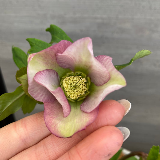 No.12014　クリスマスローズ　ホワイトゴールドプラ鉢