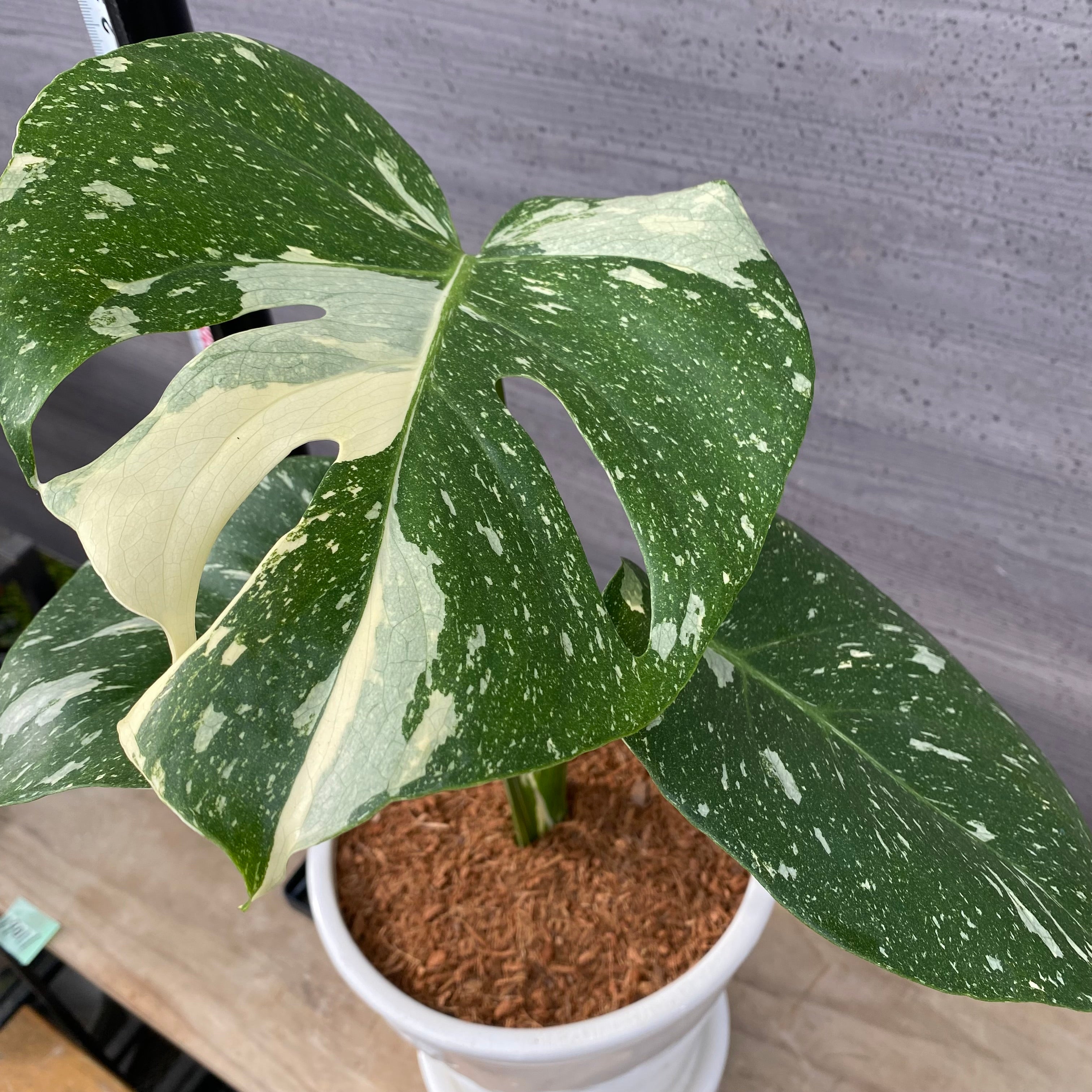 商品 – 植物家族