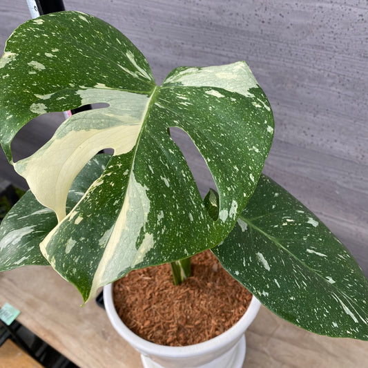 19011　モンステラ　タイコンステレーション　斑入り　花郷園さんオリジナルポット　6.5号鉢