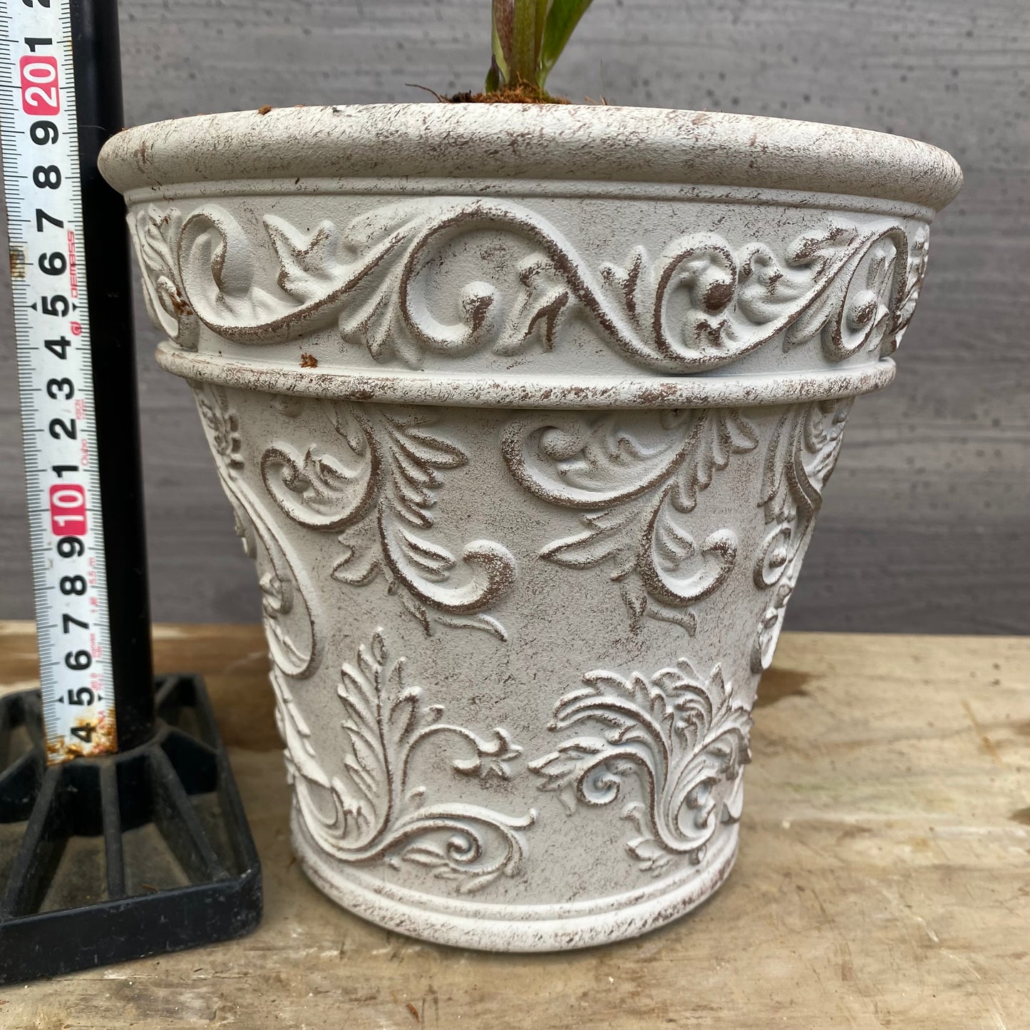 No.12014　クリスマスローズ　ホワイトゴールドプラ鉢