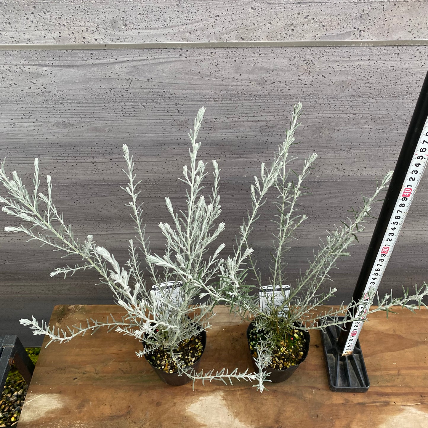 市場仕入れ即売会　No.25087　エレモフィア　ニベア　2ポットセット