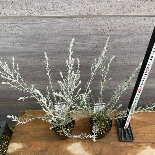 市場仕入れ即売会　No.25087　エレモフィア　ニベア　2ポットセット