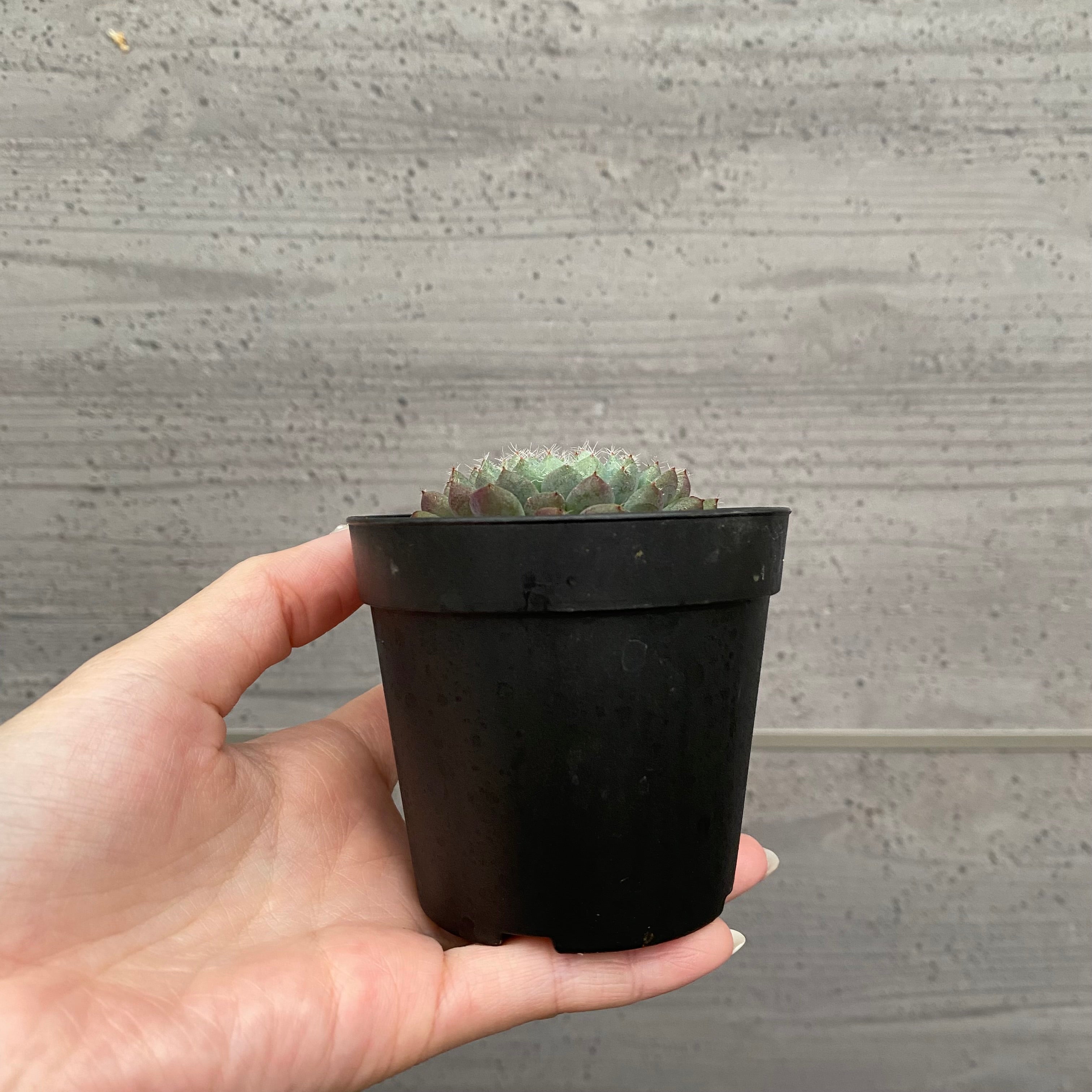 プ*ア様 ☘️超特大株❤️開花株❤️6号❤️根ガンガンパンパン440【ATLAS Pickup 全ての商品 – 植物家族