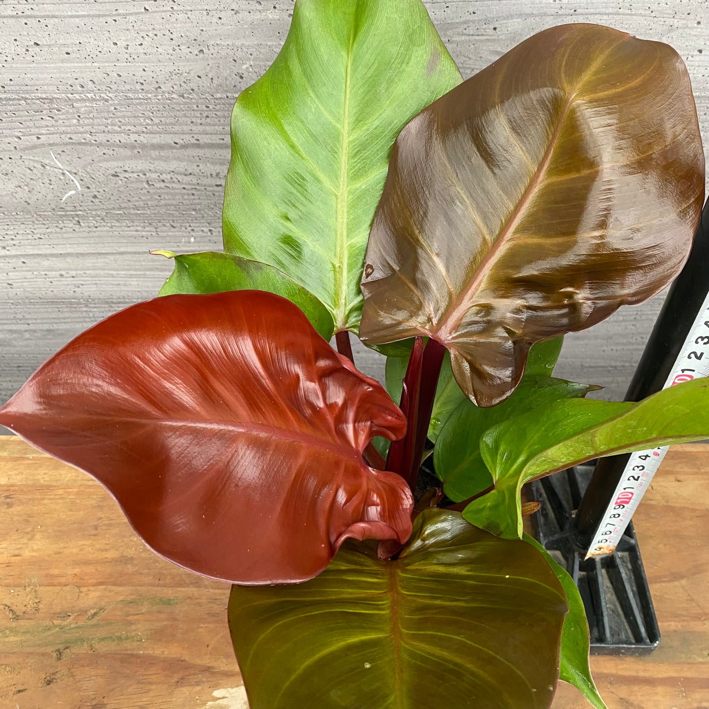 市場仕入れ即売会　No.25031　フィロデンドロン　チェリーレッド　3.5号鉢
