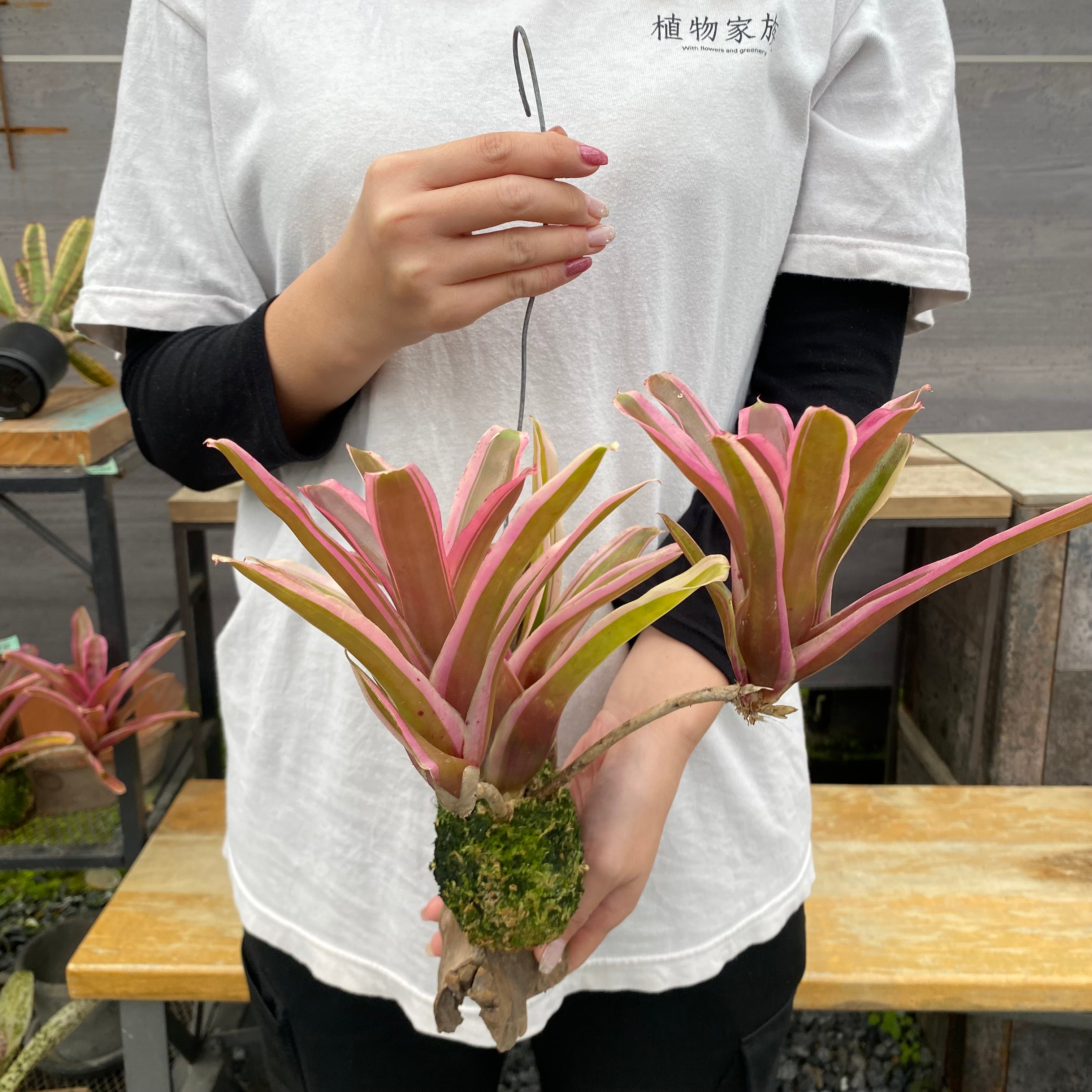 Pickup 全ての商品 – 植物家族