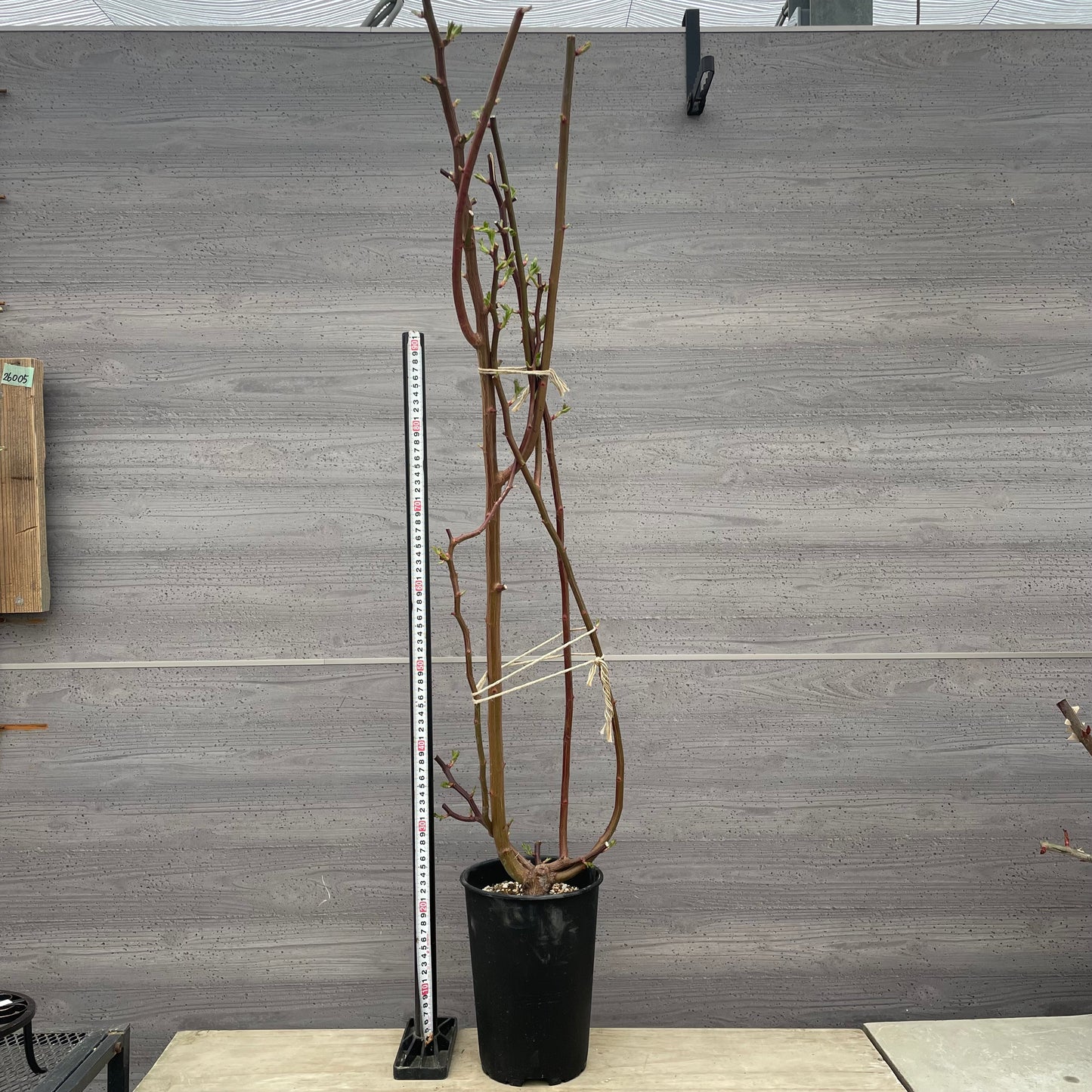 ローズなかしま★ツルバラ　ギスレーヌ　フェリゴンド　（ほぼトゲなし）6号鉢