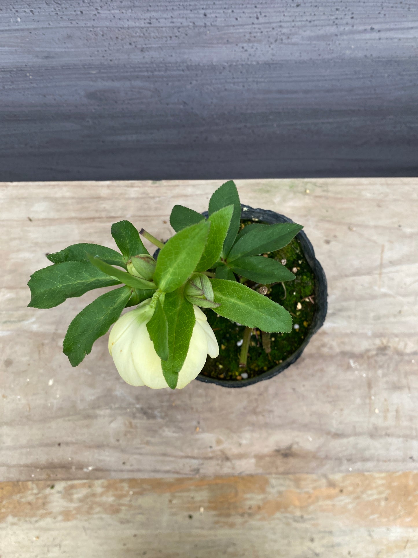 No.05117　横山園芸★クリスマスローズ　プリマドレス　5号苗ポット