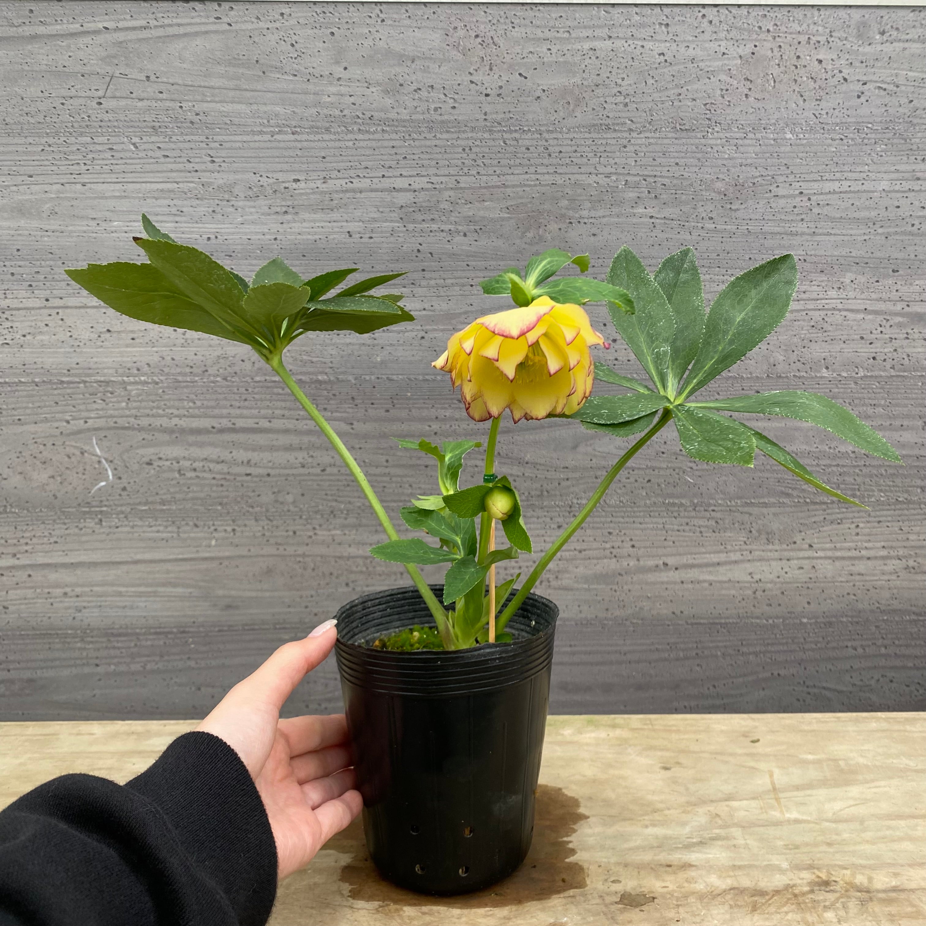 即売会 No.27096 クリスマスローズ ダブル咲き 3.5号苗ポット – 植物家族