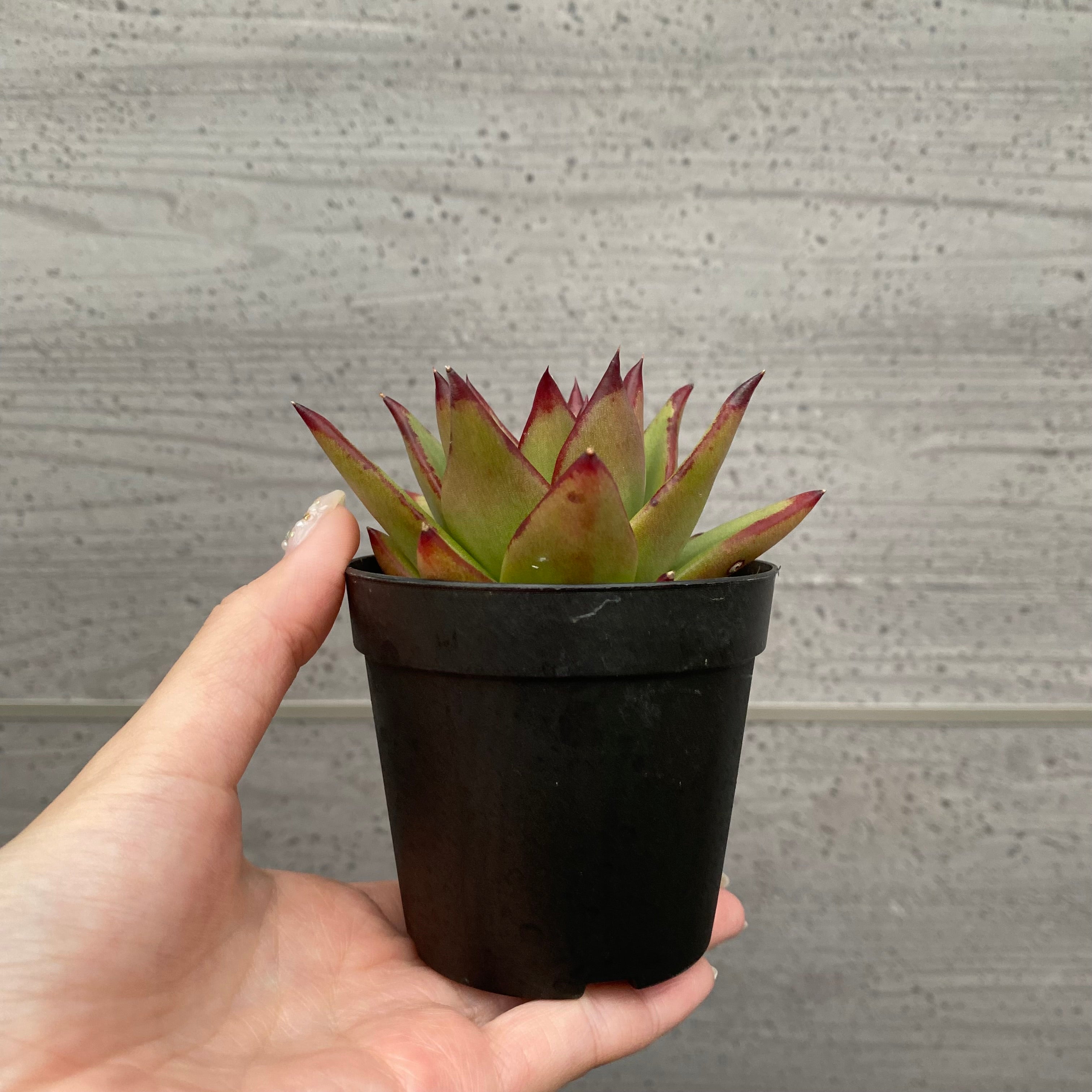 トコシエコウの花畑　ポット発送❤️セール❤️848【Ashwood】 Pickup 全ての商品 – 植物家族