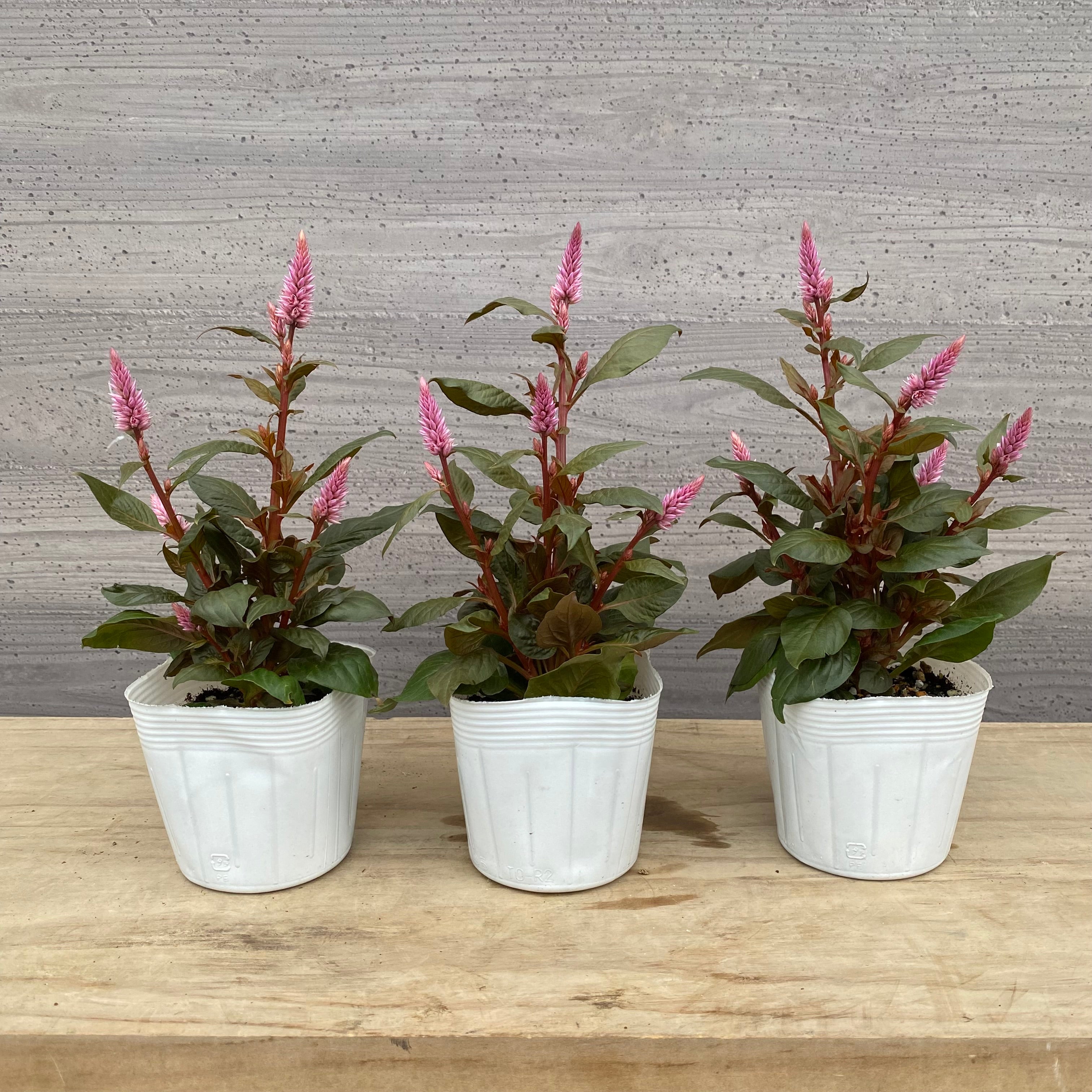 壷と花 壺と花」 by a.goto｜Artmeter｜暮らしを彩るアートが、きっと