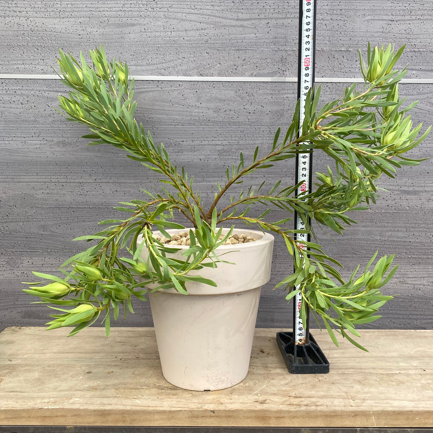 リュウカデンドロン　イエローデビル　No.1　オリジナルポット